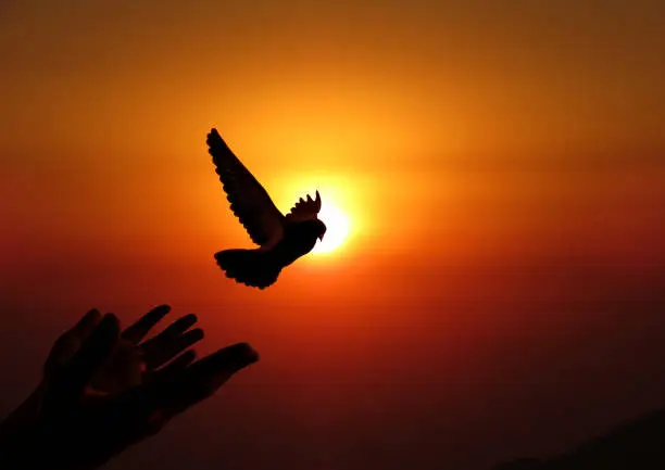 Oiseau s'élançant dans le ciel, image d'un mouvement qui se déploie